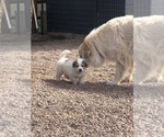 Small #4 Great Pyrenees