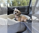 Small Photo #1 Pom-A-Poo-Poodle (Miniature) Mix Puppy For Sale in OWINGS, MD, USA