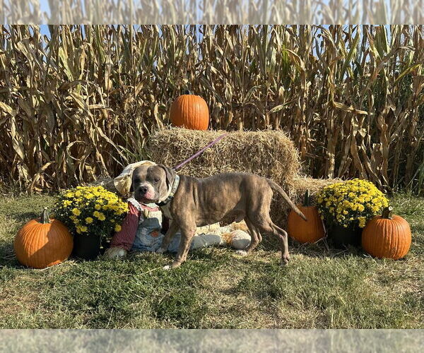 Medium Photo #18 Bullboxer Pit Puppy For Sale in Evansville, IN, USA