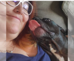 Small #20 American Pit Bull Terrier-American Staffordshire Terrier Mix
