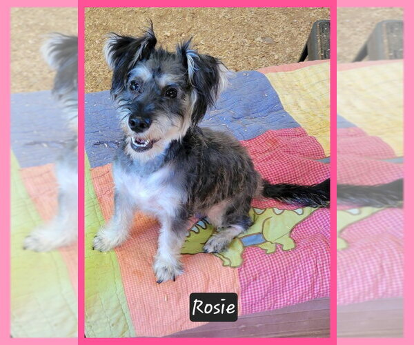 Medium Photo #1 Mutt Puppy For Sale in Granbury, TX, USA