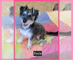Rosie - Female Mutt Dog for Adoption - Small photo