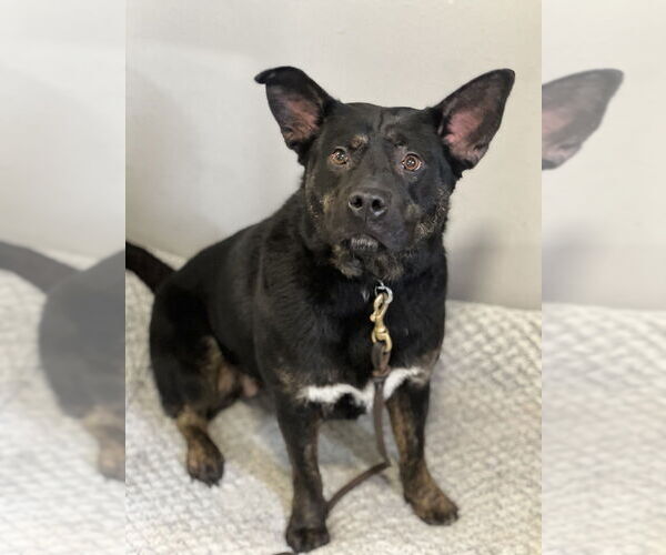 Medium Photo #6 German Shepherd Dog-Unknown Mix Puppy For Sale in Dana Point, CA, USA