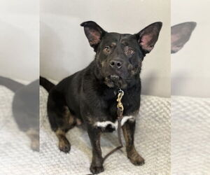 Midnight - Female German Shepherd Dog-Unknown Mix Dog for Adoption - Photo #6