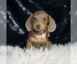 Small #2 Dachshund