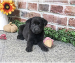 Sapphire - Female Labrador Retriever Puppy for Sale - Photo #3