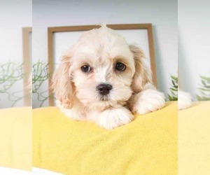 Cavachon Puppy for sale in RED LION, PA, USA