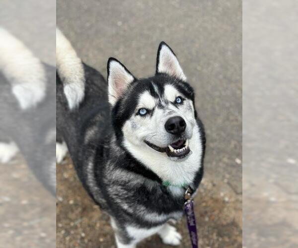 Medium Photo #22 Siberian Husky-Unknown Mix Puppy For Sale in Brewster, NY, USA