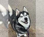 Small #21 Siberian Husky Mix