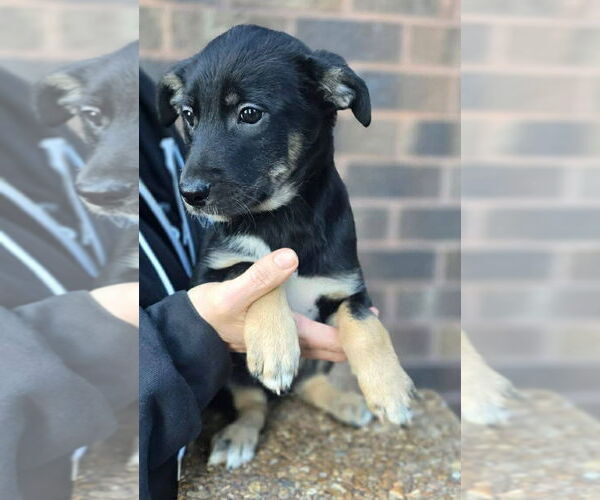 Medium Photo #1 German Shepherd Dog-Unknown Mix Puppy For Sale in Minneapolis, MN, USA