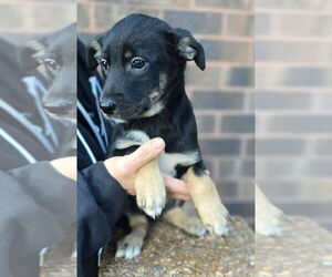 German Shepherd Dog-Unknown Mix Dogs for adoption in Minneapolis, MN, USA