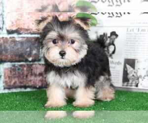 Morkie Puppy for sale in BEL AIR, MD, USA