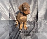 Puppy Blue collar Doberman Pinscher