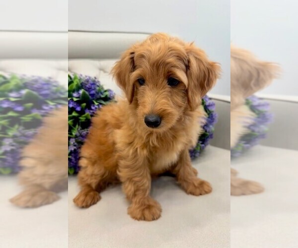 Medium Photo #38 Double Doodle Puppy For Sale in LAGRANGE, GA, USA
