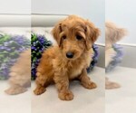 Small Photo #38 Double Doodle Puppy For Sale in LAGRANGE, GA, USA