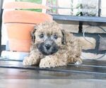Small #1 ShihPoo