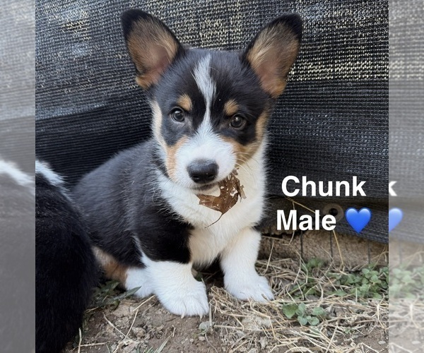 Medium Photo #1 Pembroke Welsh Corgi Puppy For Sale in EPHRATA, PA, USA