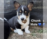Small Pembroke Welsh Corgi