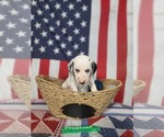 Small Photo #25 Dalmatian Puppy For Sale in VASSALBORO, ME, USA