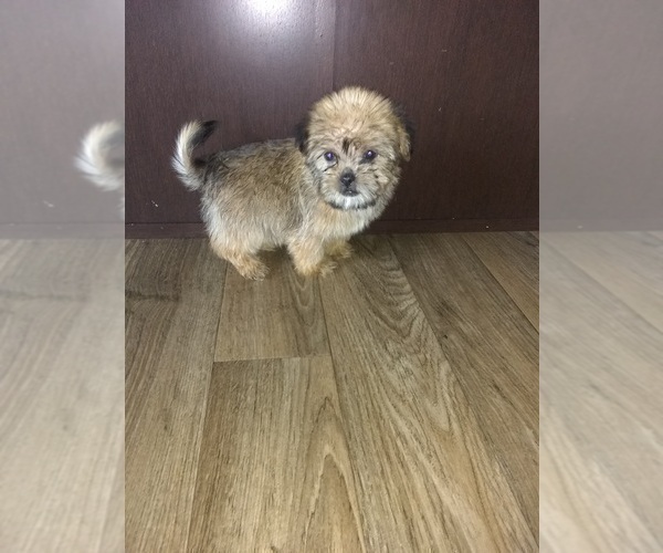 Medium Photo #4 Shih Tzu Puppy For Sale in LAPEER, MI, USA