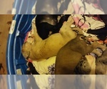 Small Photo #35 Great Dane Puppy For Sale in HOWARD CITY, MI, USA