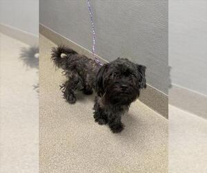 Maltese-Unknown Mix Dogs for adoption in Las Vegas, NV, USA