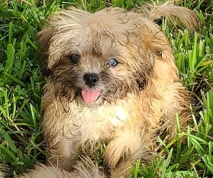 Mal-Shi Puppy for sale in HUMBLE, TX, USA