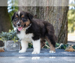 Puppy Patches Australian Shepherd