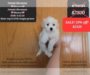 Havanese Puppy for sale in TUCSON, AZ, USA