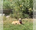 Small #12 Chihuahua Mix