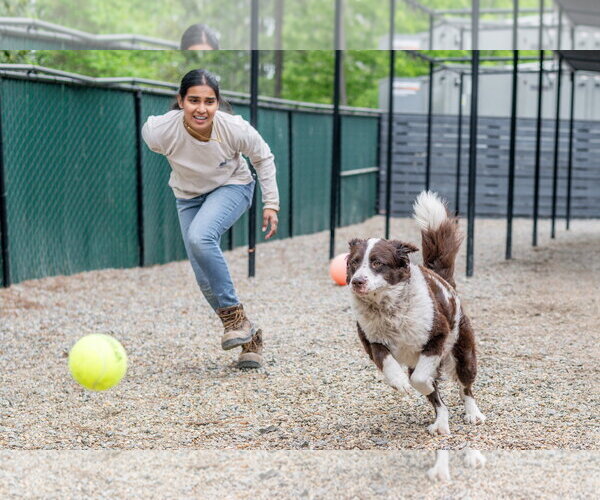 Medium Photo #4 Border Collie-Unknown Mix Puppy For Sale in Hilton Head, SC, USA