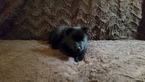 Small Photo #1 Schipperke Puppy For Sale in SEYMOUR, MO, USA