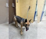 Small German Shepherd Dog
