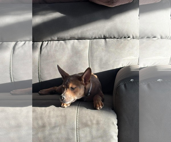 Medium Photo #3 Mutt Puppy For Sale in Hinckley, IL, USA
