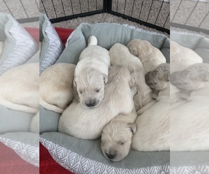 Golden Retriever Puppy for sale in MELISSA, TX, USA