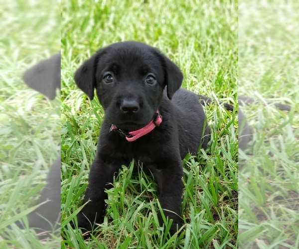 Medium Photo #4 Labrador Retriever Puppy For Sale in DE LEON SPGS, FL, USA