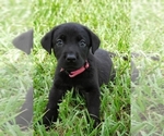 Small Photo #4 Labrador Retriever Puppy For Sale in DE LEON SPGS, FL, USA