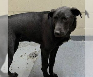 Labrador Retriever-Unknown Mix Dogs for adoption in Anchorage, AK, USA