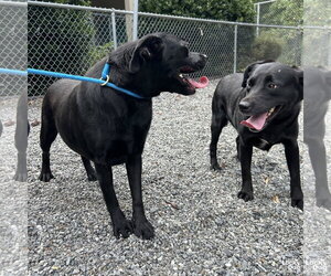 Rizzoli - Female Labrador Retriever-Unknown Mix Dog for Adoption - Photo #4