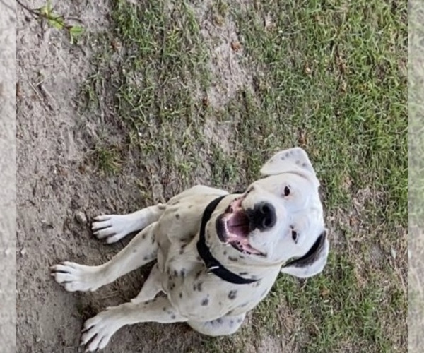 Medium Photo #5 American Bulldog Puppy For Sale in CLARKSVILLE, FL, USA