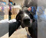 Small #10 Great Dane