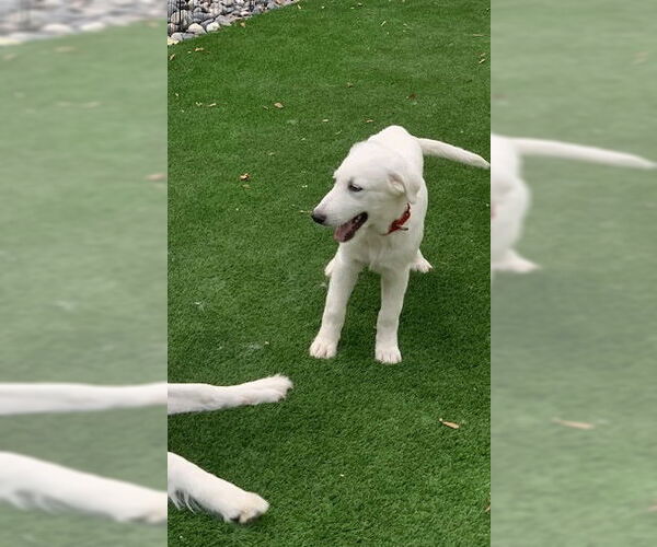 Medium Photo #15 Great Pyrenees Puppy For Sale in Spring, TX, USA