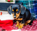 Small #7 Dachshund