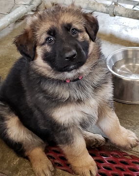 Medium Photo #1 German Shepherd Dog Puppy For Sale in SHERIDAN, IN, USA