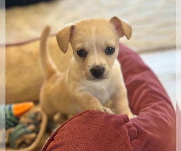 Medium Photo #1 Chihuahua-Unknown Mix Puppy For Sale in Fremont, CA, USA