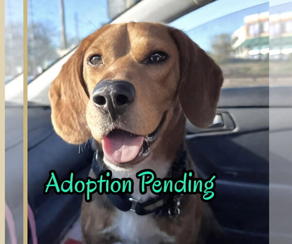Medium Photo #1 Beagle Puppy For Sale in Dunnellon, FL, USA