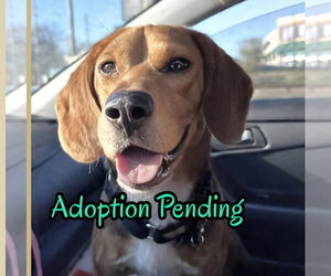 Beagle Dogs for adoption in Dunnellon, FL, USA