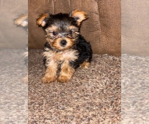 Yorkshire Terrier Puppy for sale in PARIS, TX, USA