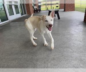 Siberian Husky-Unknown Mix Dogs for adoption in Grand Prairie, TX, USA