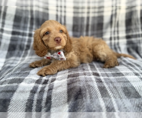 Medium Photo #5 Cock-A-Poo Puppy For Sale in LAKELAND, FL, USA